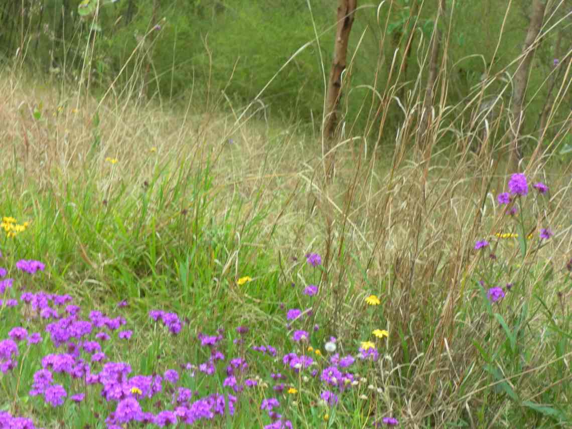 SAMSUNG DIGITAL CAMERA