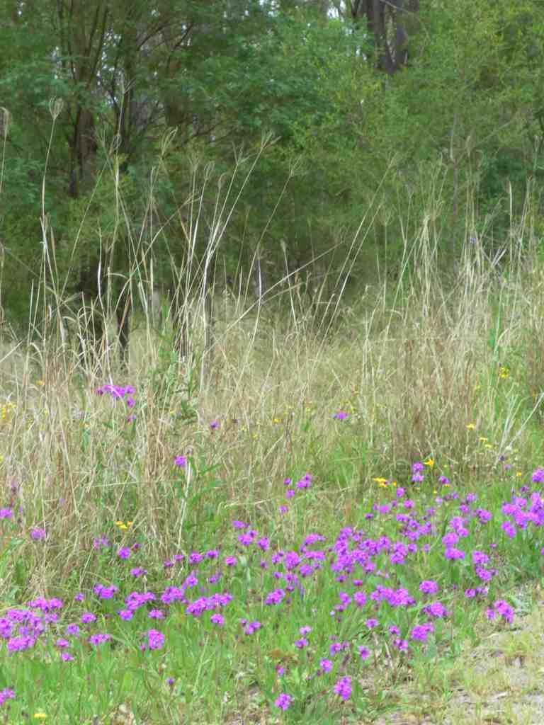 Mulgoa Nature Reserve (2010), Glenmore Park, Mulgoa Nature Reserve, Sydney, Australia, October 2010. Photo taken by Bruce Crossman