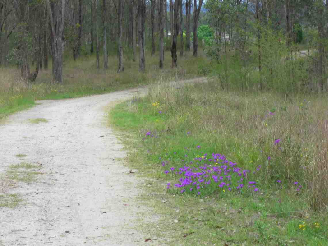 nature running trail, foot of the Blue Mountains