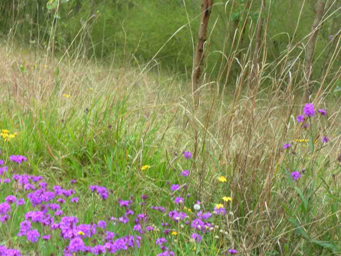 Mulgoa Nature Reserve in Spring--Alive with reverberant sounds