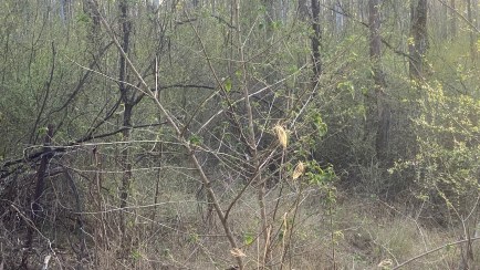 Entangled MNR 12 Nov 2023